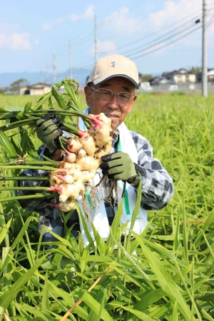 兵庫県豊岡市産のブランドショウガ「こうのとり生姜」