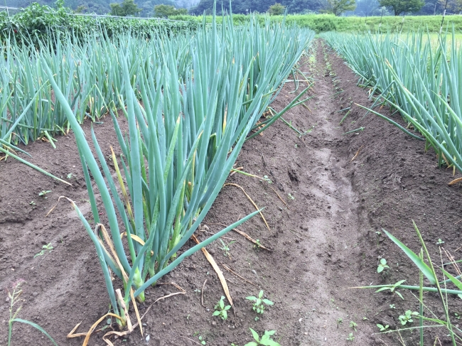 江戸時代に栽培が始まった「岩津ねぎ」