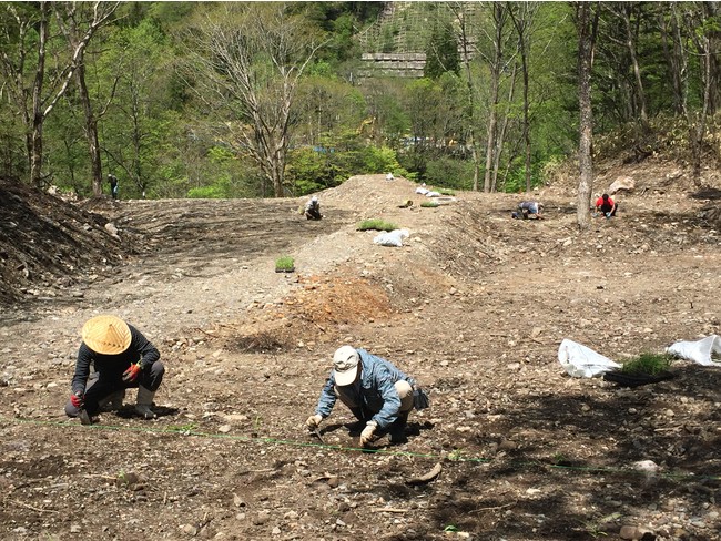 育てた苗を配管工事後に植栽し原状復帰を図る