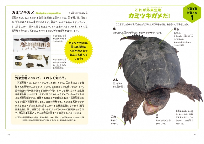 ▲カミツキガメの特徴を写真付きで解説。