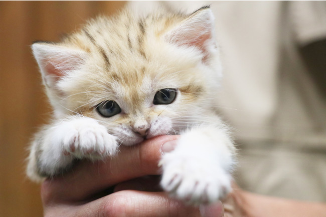 ▲飼育員の手をがぶり。／写真＝神戸どうぶつ王国