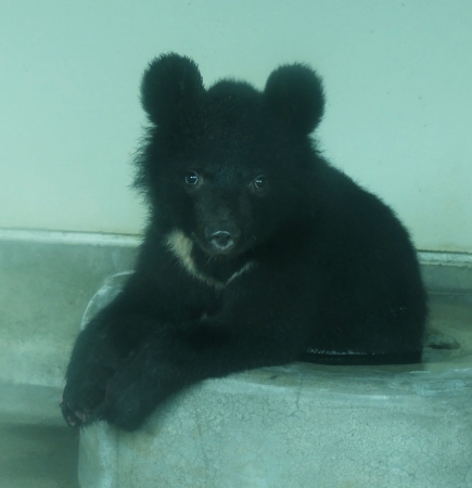 ニッポンツキノワグマの「アイル」