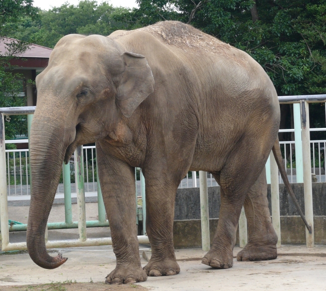 アジアゾウの「ダーナ」