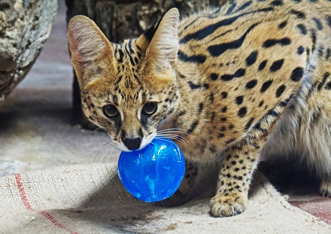 サーバルキャットの「ステル」