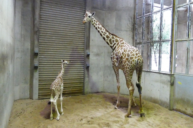 アミメキリンの赤ちゃんとユララ