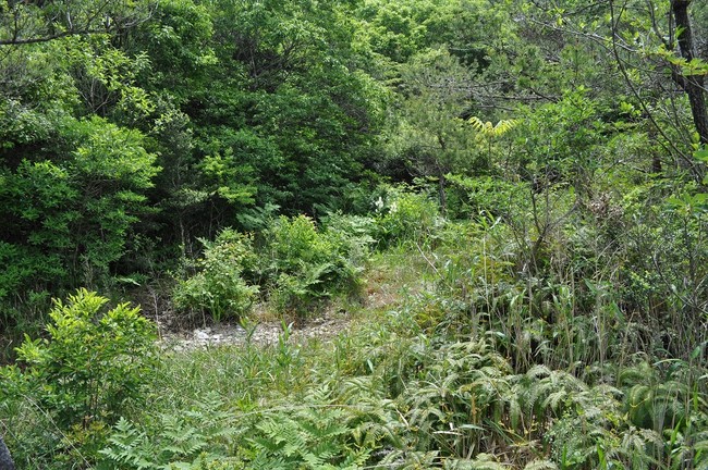 植生回復作業前