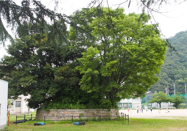 小学校の校庭に残された「土公さん」と呼ばれる禁足地