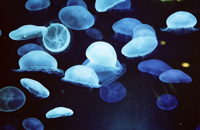 京都水族館にて撮影　photo by TOKIKO SUZUKI