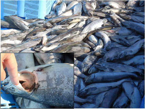 大量死した養殖サクラマス