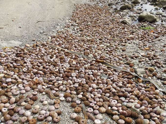 死んで浜に打ち上げられたウニ