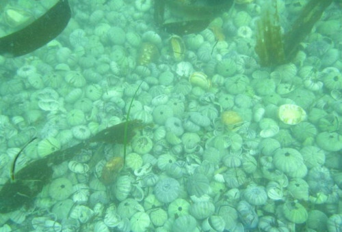 海底で大量死するウニ