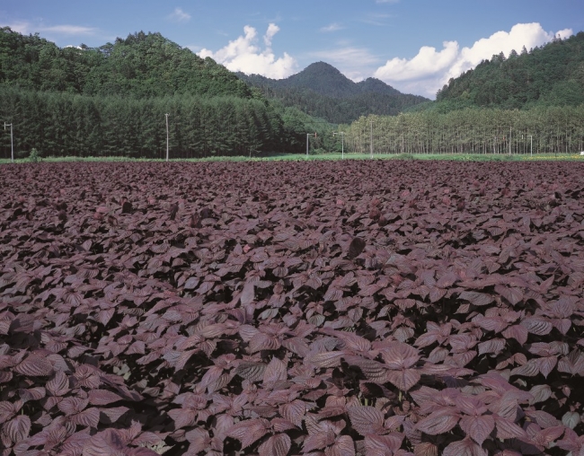 鍛高山の麓に広がるシソ畑