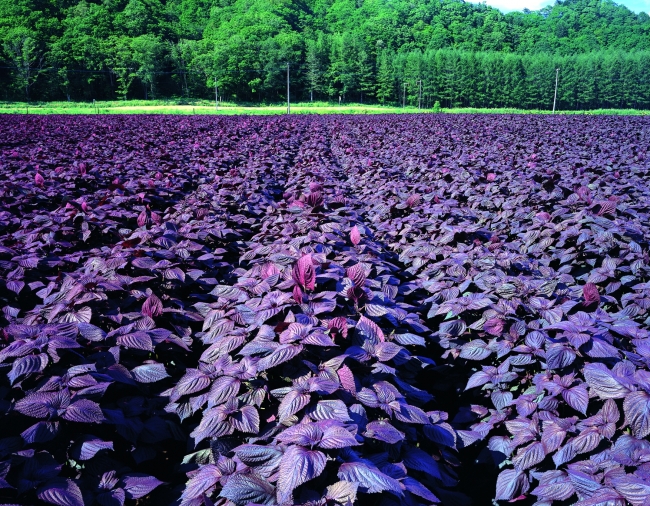 北海道白糠町の赤シソ畑