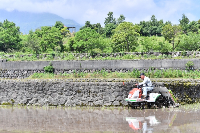 美しい棚田で湧き水米を育てています