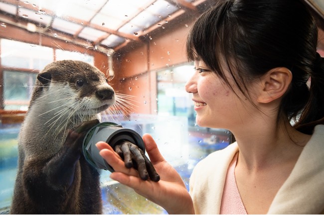 握手が出来る「ひらりくん」は、全国の水族館・動物園が参加した第二回カワウソゥ選挙（カワウソの人気投票イベント）で双子の「きらり」と一緒に人気No1に選ばれました。