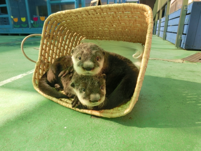 生後2ヶ月頃のきらり・ひらり