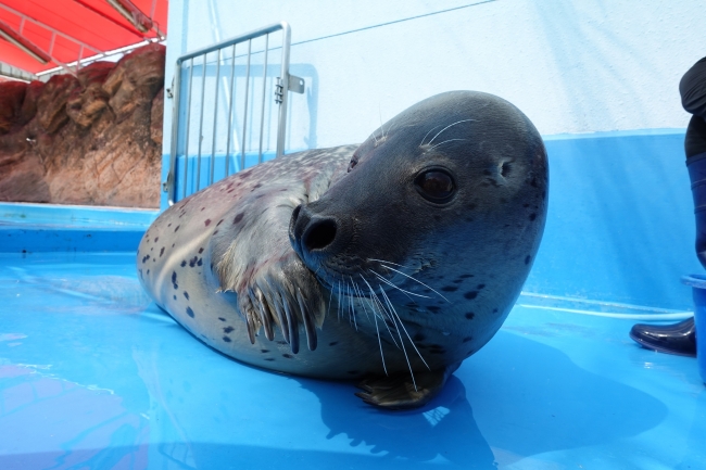 お父さんアザラシの「大福」は鳥羽水族館からブリーディングローンとして来館しました。写真は伊勢シーパラダイスのスタッフとトレーニングしている様子。