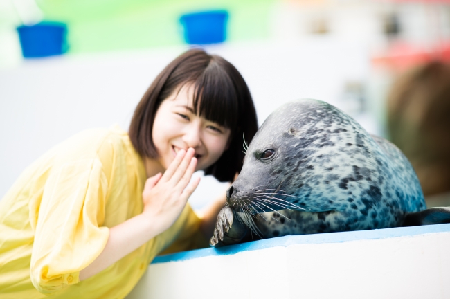 お母さんアザラシの「風和」。写真モデルとして水族館のパンフレットやHPで活躍中。