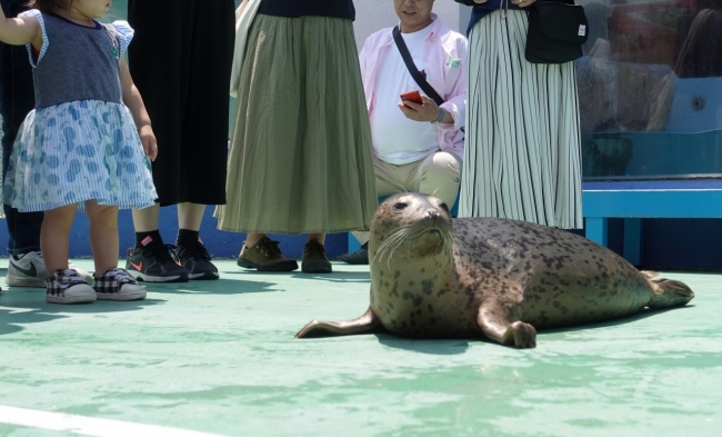 ちびゴマの海獣広場お散歩デビューでは、多くのお客様に見学していただきました。