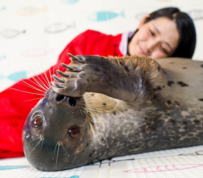 「ピタッと腹枕」ゴマちゃんのお腹を借りて一休み。