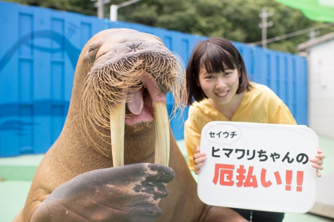 厄払いセイウチとして人気のヒマワリ