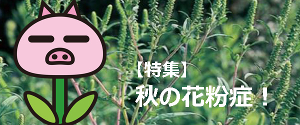 ブタクサ、イネ科、ヨモギなど秋の花粉が飛ぶ！秋の花粉症特集