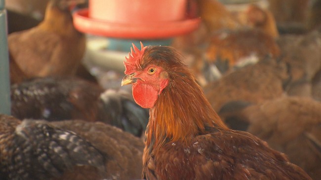 みやざき地頭鶏養鶏場訪問の様子