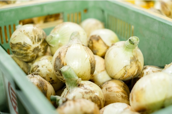 （竹原物産）採れたての出荷前新玉ねぎ