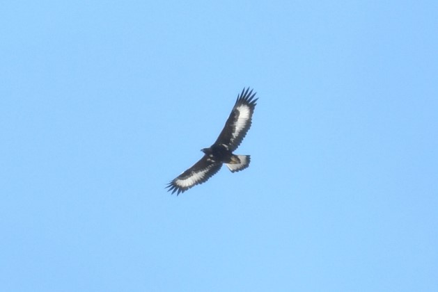 補足資料図10_2017年に赤谷の森で巣立ったイヌワシの幼鳥（雌）は、地元の新治小学校の生徒によって「きぼう」と命名