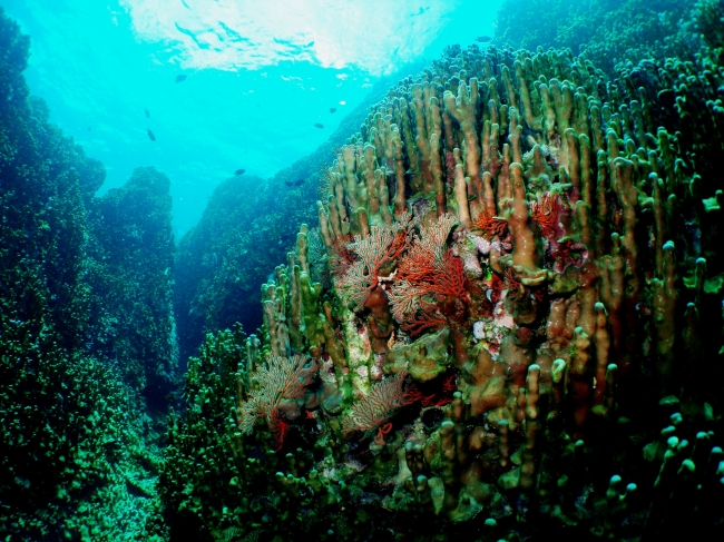 辺野古・大浦湾のアオサンゴ群集（撮影：牧志治）