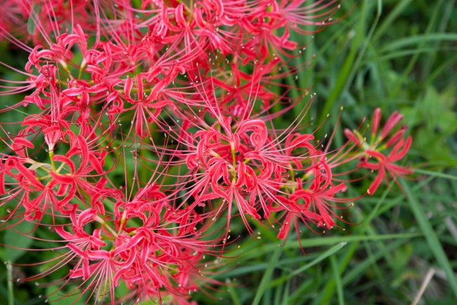 花祭 彼岸花まつり（佐賀県江北町）