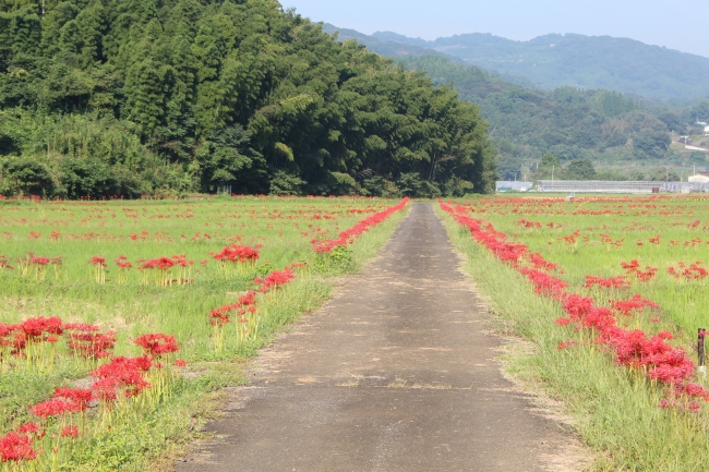 花祭 彼岸花まつり（佐賀県江北町）