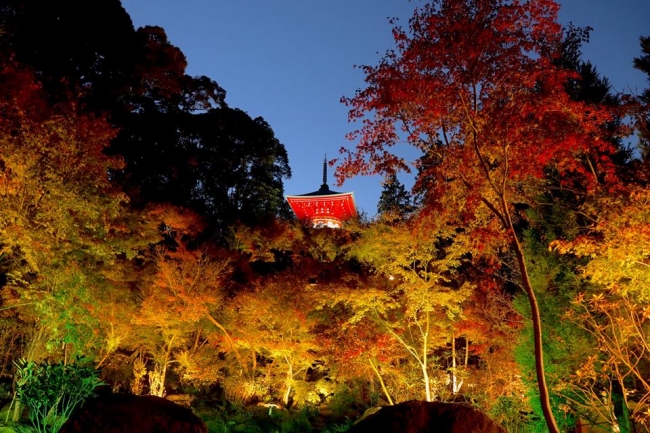 高野寺の紅葉ライトアップ