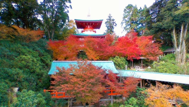 昼間の紅葉もまばゆい高野寺