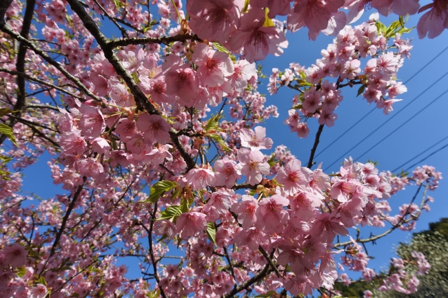 第２回　日本の滝百選　見帰りの滝　河津桜まつり