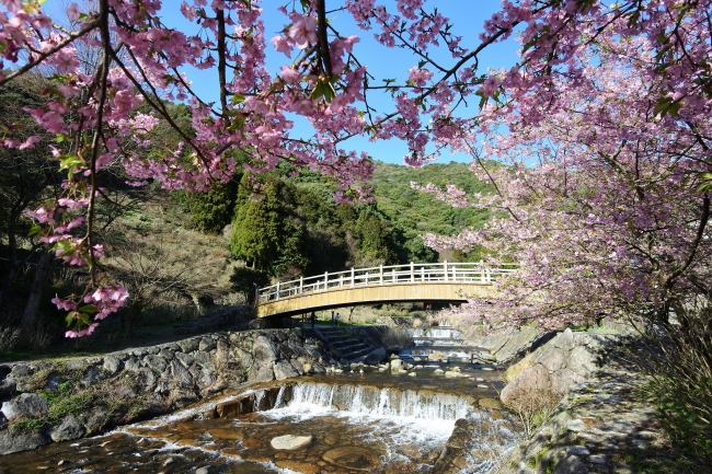 第２回　日本の滝百選　見帰りの滝　河津桜まつり