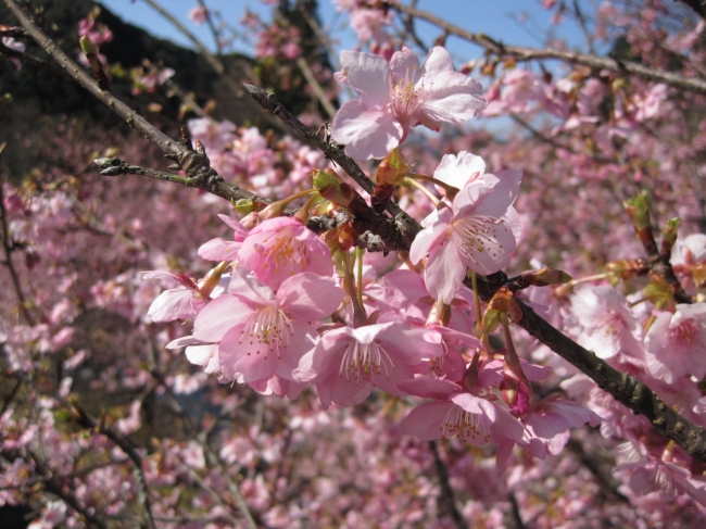 第２回　日本の滝百選　見帰りの滝　河津桜まつり