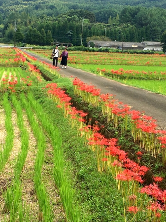 佐賀のへそ・江北町花祭地区で彼岸花まつり