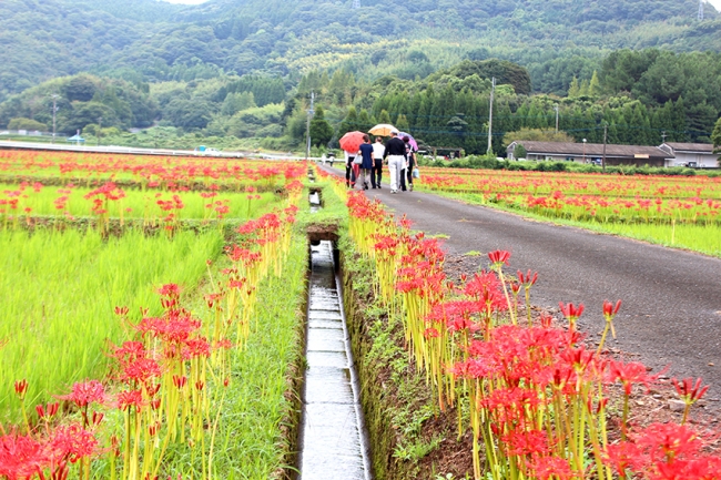 佐賀のへそ・江北町花祭地区で彼岸花まつり