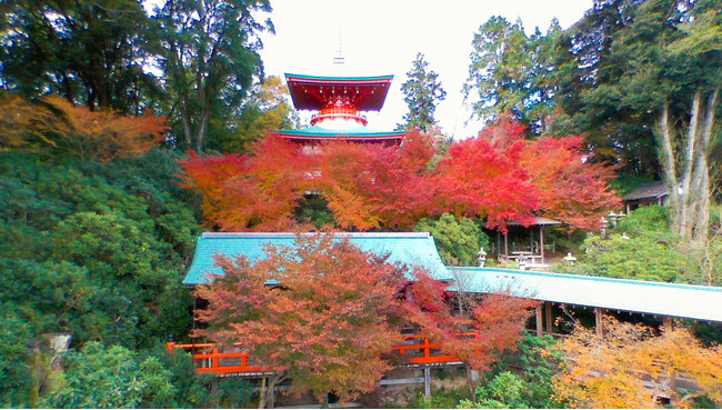 高野寺　～シャクナゲ寺　紅葉まつり～