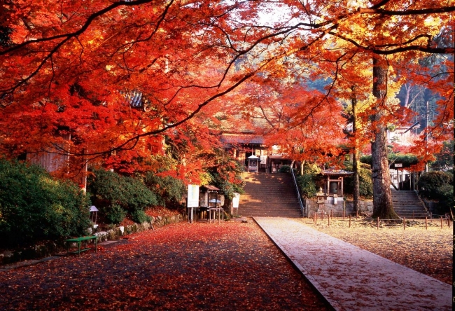 秋の大興善寺