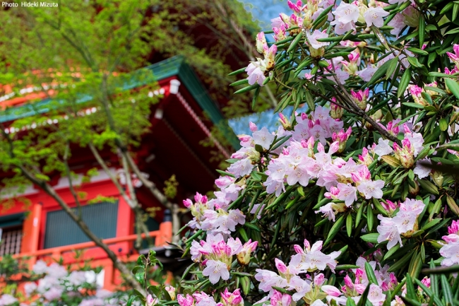 高野寺（佐賀県観光連盟　写真／水田秀樹）