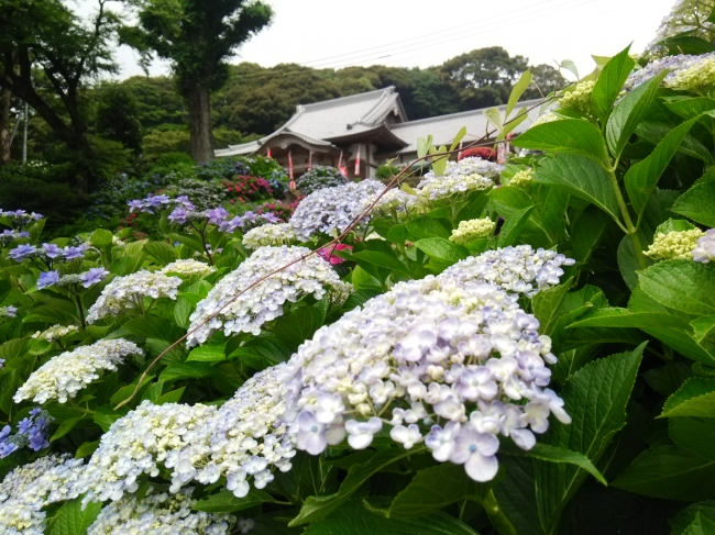 佐賀県武雄市　大聖寺「あじさい祭り」