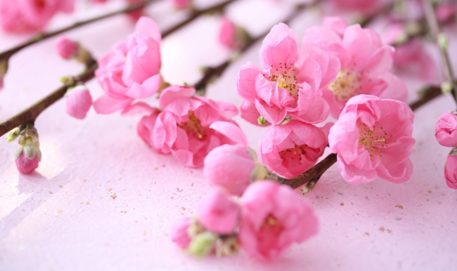 ”桃の節句”の花手水　イメージ