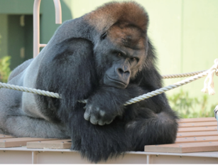 写真提供東山動植物園