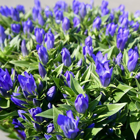 日本とオランダを結ぶ幸せの花