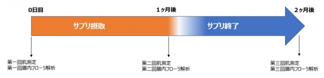 図１：サプリ服用期間と測定のタイミングについて