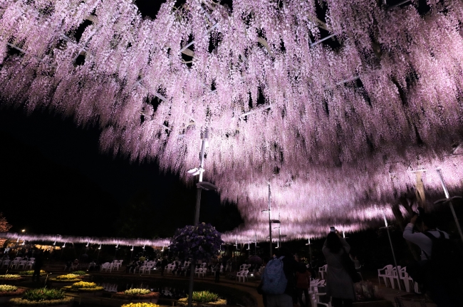 うす紅藤棚　夜