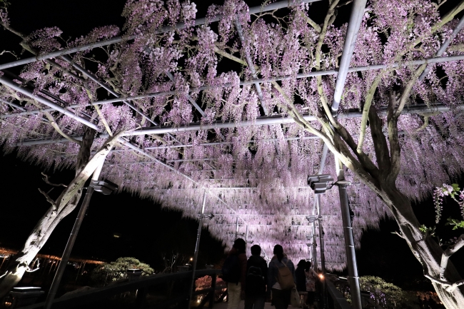 うす紅橋　夜