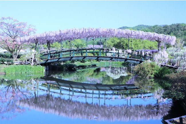 うす紅藤の橋２